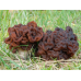 Мицелий Строчка обыкновенного (Gyromitra esculenta)